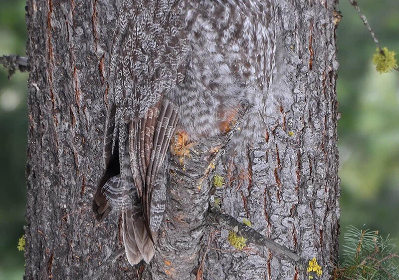 Courte transcription 